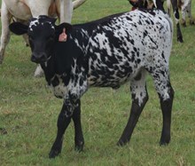 Miss Gala 24 Heifer