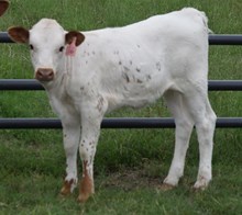 Dolly 24 Heifer
