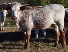 Wild Sugar 24 heifer