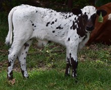 Candygram 24 Bull calf